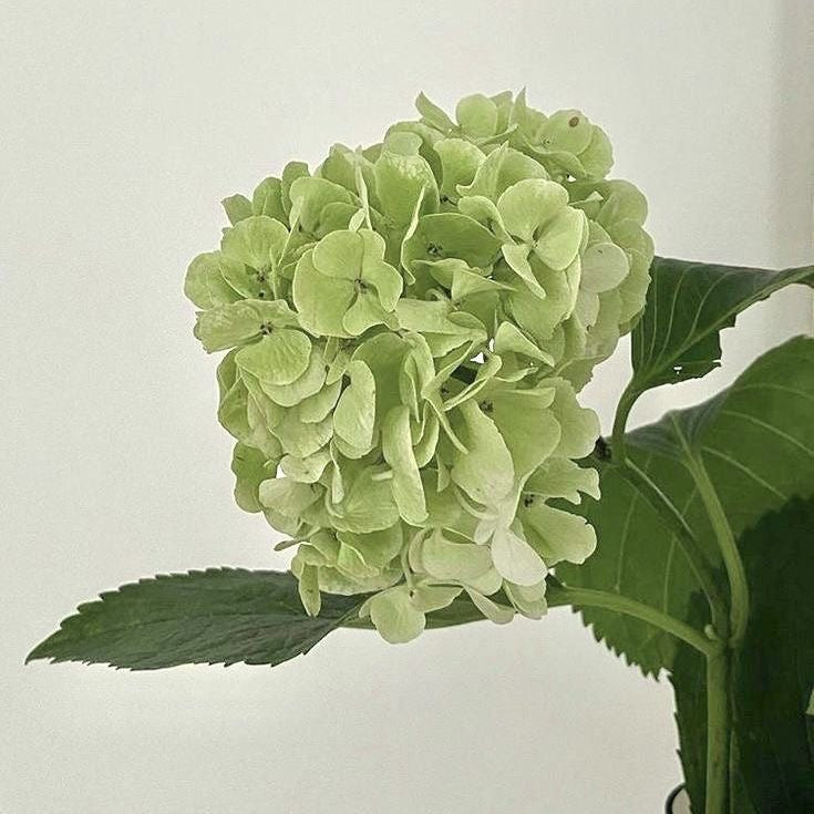 hydrangea (6.2)