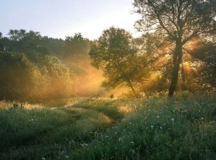 summer walk