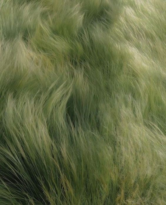 feather grass