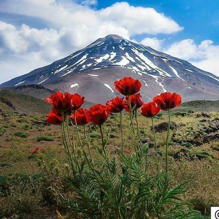 poppy’s and mountains (8)