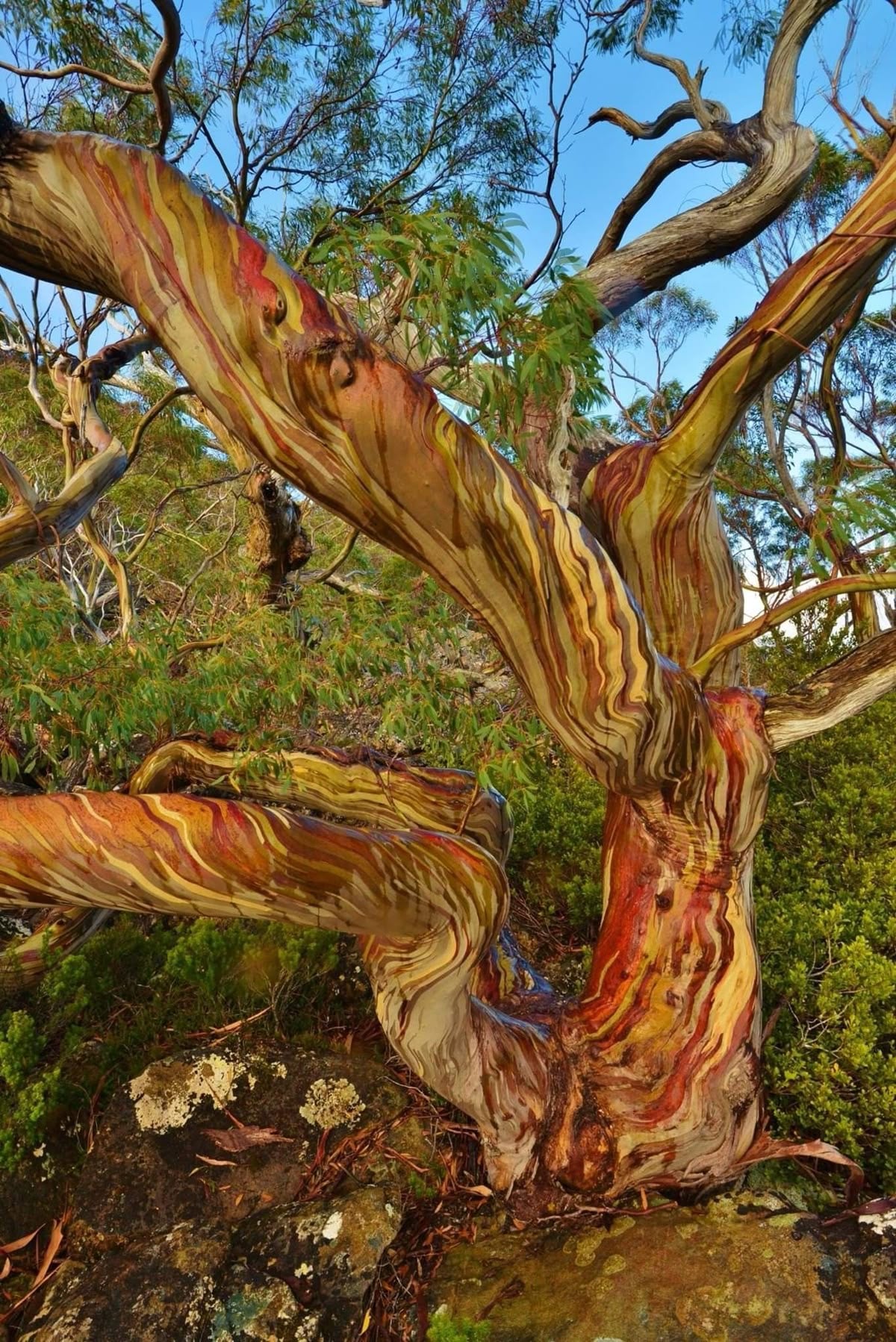 tree bark