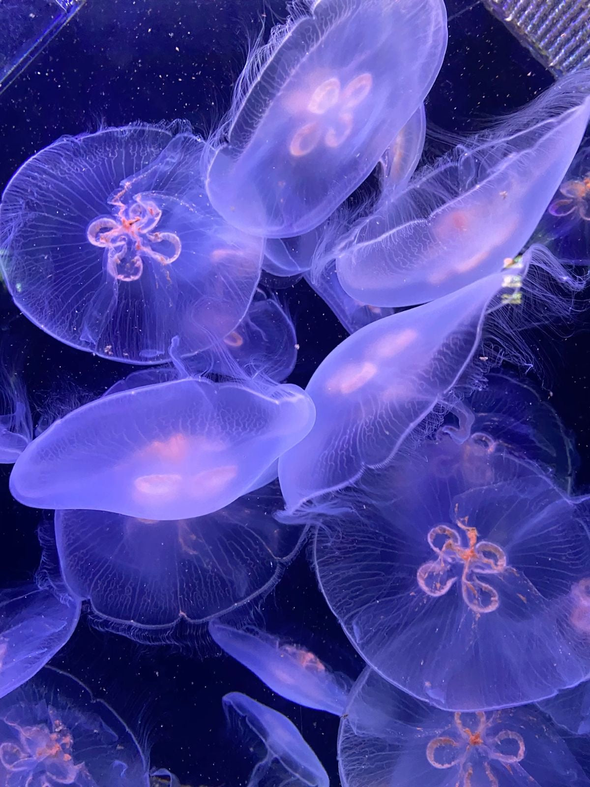 jellyfish