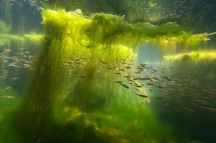 sea moss