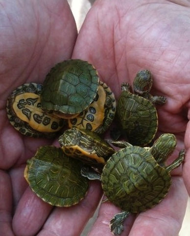 turtle (7)