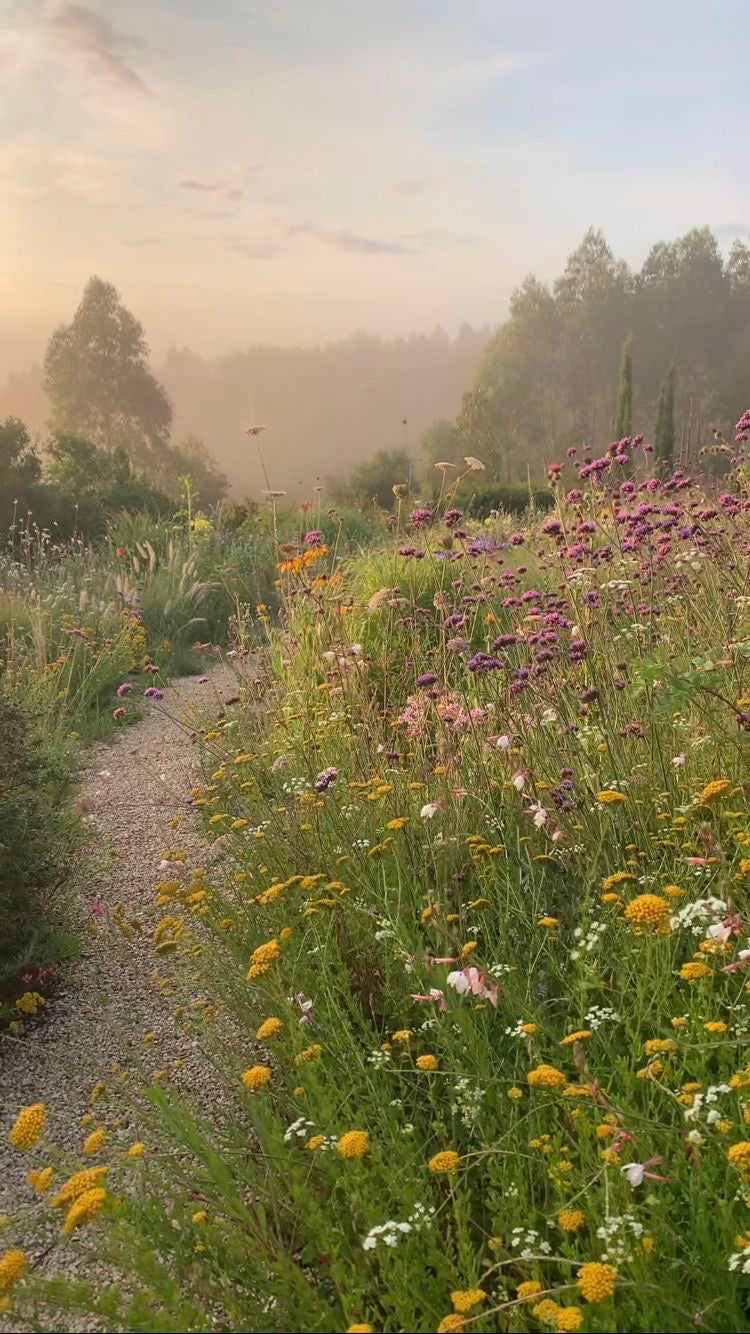 wildflower