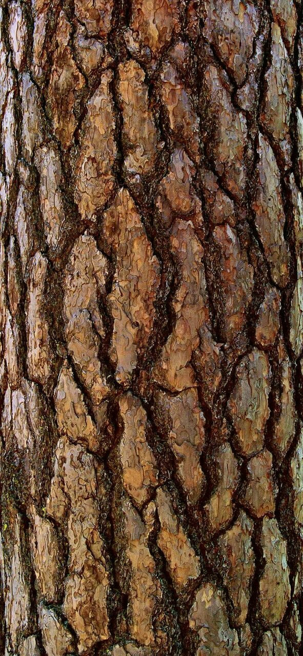 tree bark
